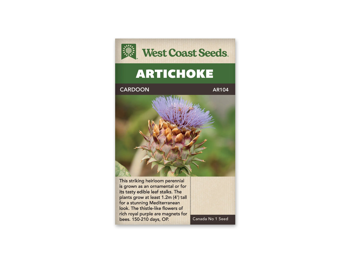Sachet de semences de cardon West Coast Seeds présenté de face sur fond blanc. Sous le bandeau vert portant le mot anglais Artichoke, le nom Cardoon et la référence AR104 sont imprimés sur une bande foncée. La photographie centrale montre un capitule ouvert aux nombreuses fleurs violettes et aux bractées pointues. Des renseignements de culture en anglais figurent au bas de l’emballage beige.