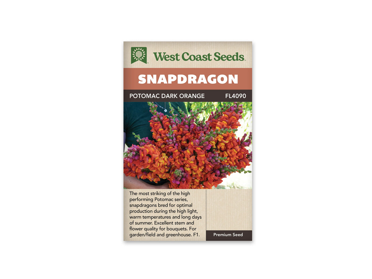 Sachet West Coast Seeds illustré par une photo de mufliers. Des bras tiennent un grand bouquet de mufliers devant un vêtement vert foncé. Les fleurs sont orange soutenu avec des gorges jaunes. Des boutons rosés et violacés se mêlent aux pointes vertes au sommet des épis. Les tiges sont rassemblées dans les mains, sous une masse de fleurs ouvertes qui occupe le centre de l’image.