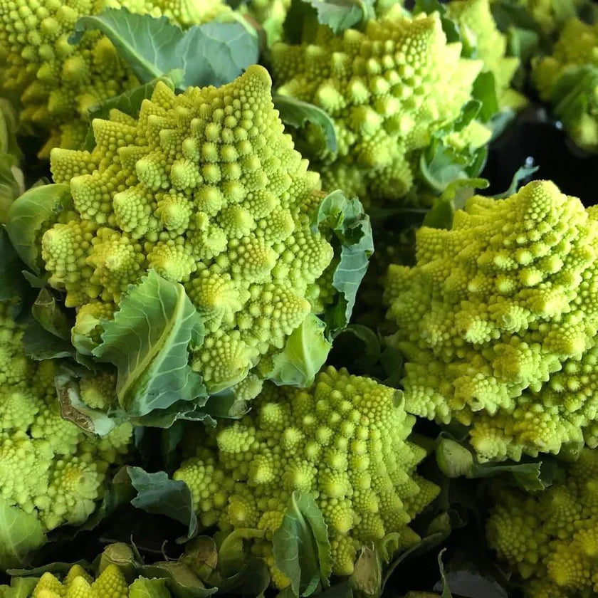 Semences Hortinova de Chou-fleur 'Romanesco', produit destiné au potager et présenté pour identifier clairement le cultivar avant le semis. Vue 1 de l'emballage ou du produit, à utiliser comme repère visuel avec les conseils de culture, l'exposition, l'arrosage et la récolte indiqués dans la fiche française de Pépinière.ca. Pour Chou-fleur 'Romanesco', des observations régulières permettent d'ajuster les soins aux conditions réelles du jardin.