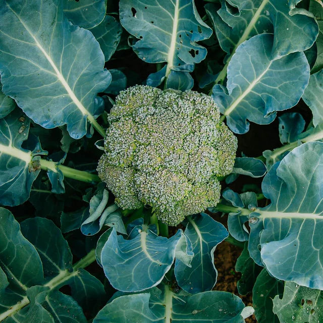 Semences Hortinova de Brocoli 'Calabrese', produit destiné au potager et présenté pour identifier clairement le cultivar avant le semis. Vue 1 de l'emballage ou du produit, à utiliser comme repère visuel avec les conseils de culture, l'exposition, l'arrosage et la récolte indiqués dans la fiche française de Pépinière.ca. Pour Brocoli 'Calabrese', des observations régulières permettent d'ajuster les soins aux conditions réelles du jardin.