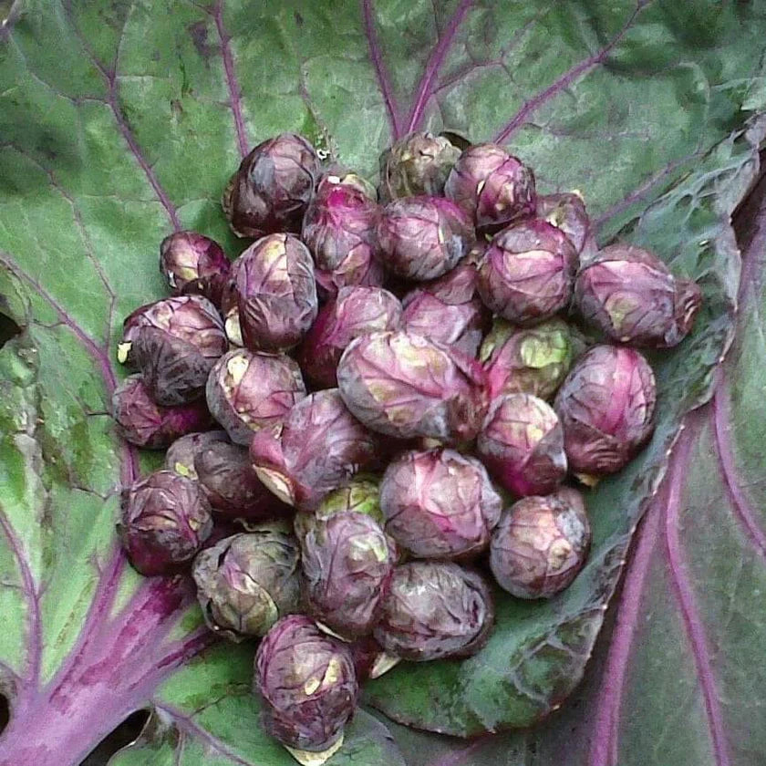 Semences Hortinova de Chou de Bruxelles 'Rosella', produit destiné au potager et présenté pour identifier clairement le cultivar avant le semis. Vue 1 de l'emballage ou du produit, à utiliser comme repère visuel avec les conseils de culture, l'exposition, l'arrosage et la récolte indiqués dans la fiche française de Pépinière.ca.