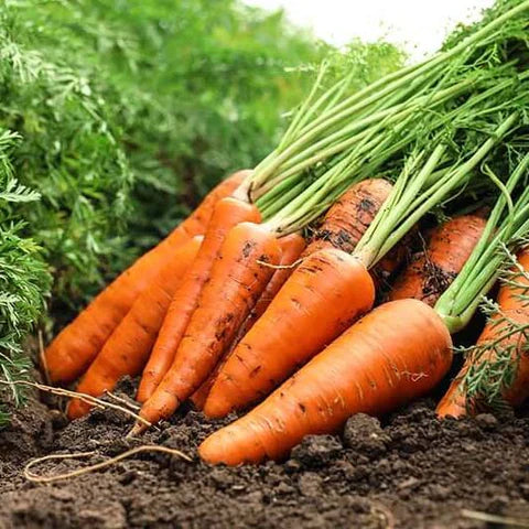 Semences Hortinova de Carotte 'Chantino', produit destiné au potager et présenté pour identifier clairement le cultivar avant le semis. Vue 1 de l'emballage ou du produit, à utiliser comme repère visuel avec les conseils de culture, l'exposition, l'arrosage et la récolte indiqués dans la fiche française de Pépinière.ca. Pour Carotte 'Chantino', des observations régulières permettent d'ajuster les soins aux conditions réelles du jardin.