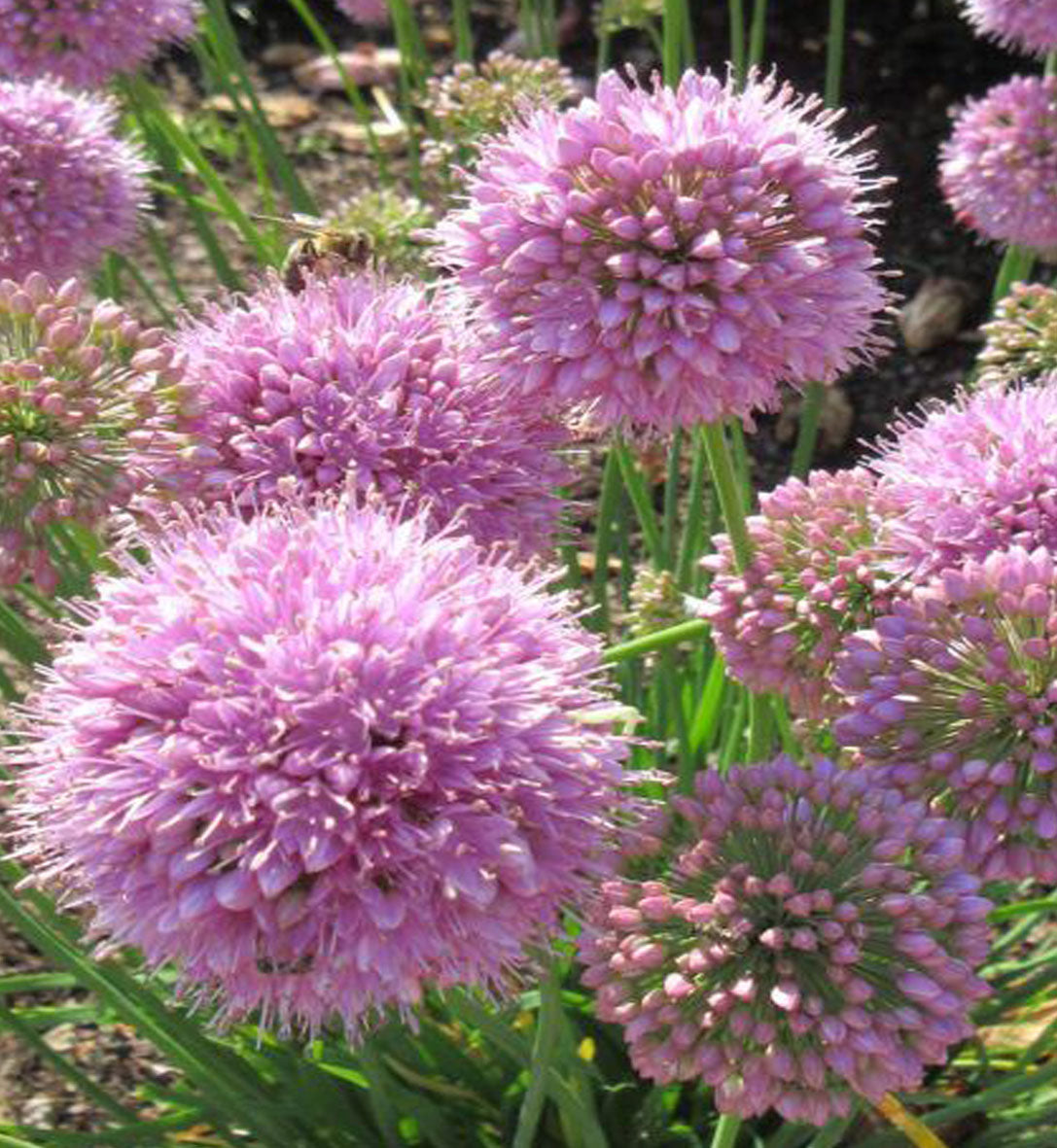 Ail ornemental ‘Pink Planet’ — Allium