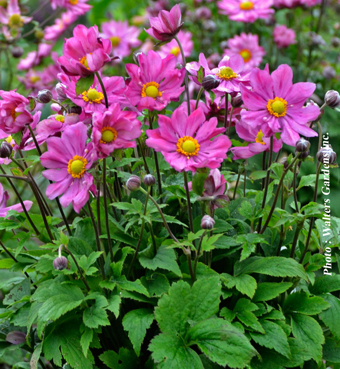 Anémone ‘Curtain Call Deep Rose’ — Anemone
