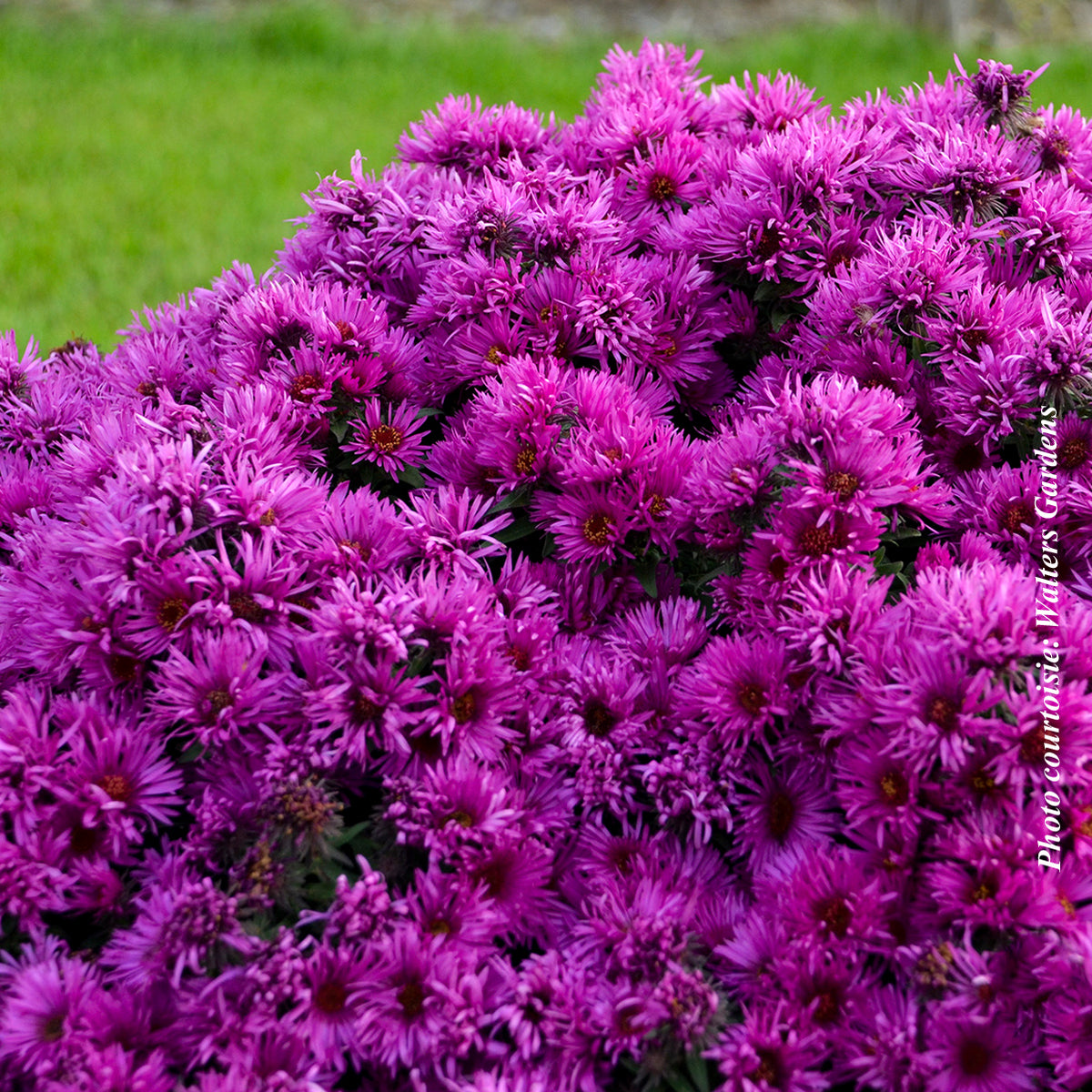 Aster ‘Pink Crush’ — Aster
