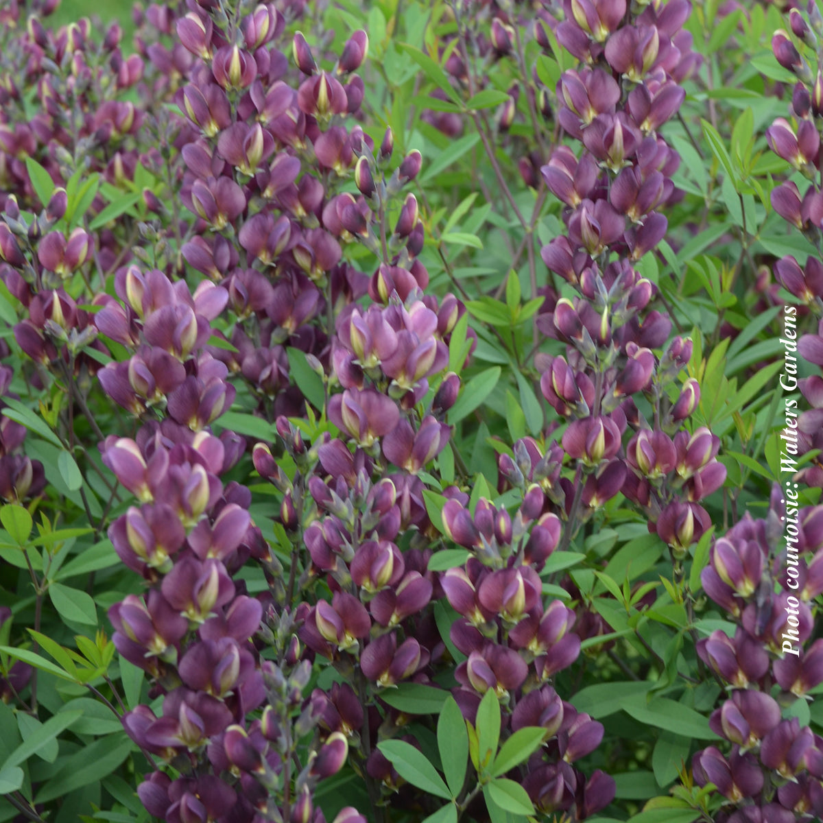 Lupin indigo ‘Burgundy Blast’ — Baptisia