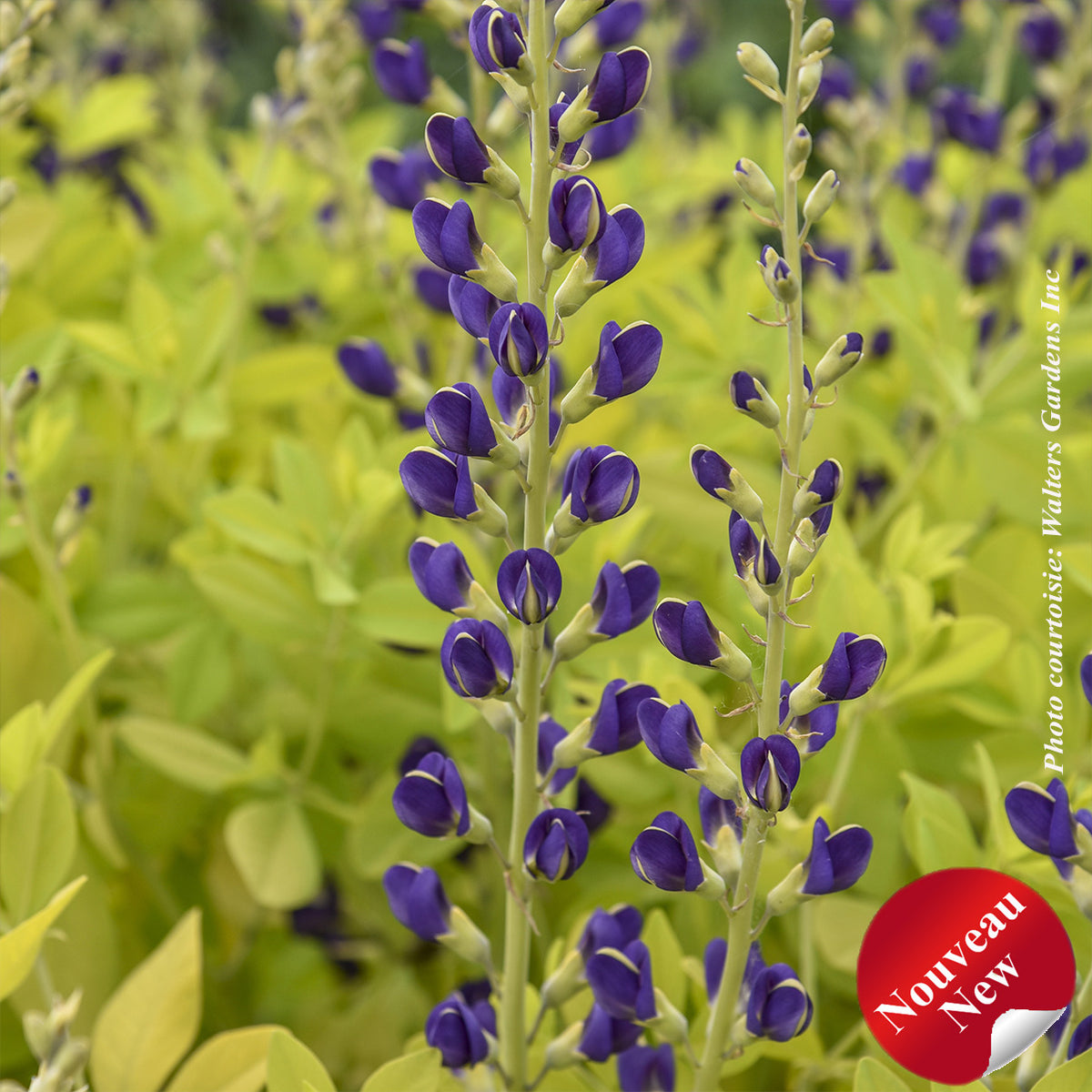 Lupin indigo ‘Golden Anniversary’ — Baptisia