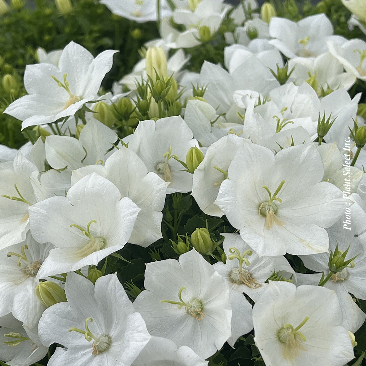 Campanula carpatica 'White Clips'