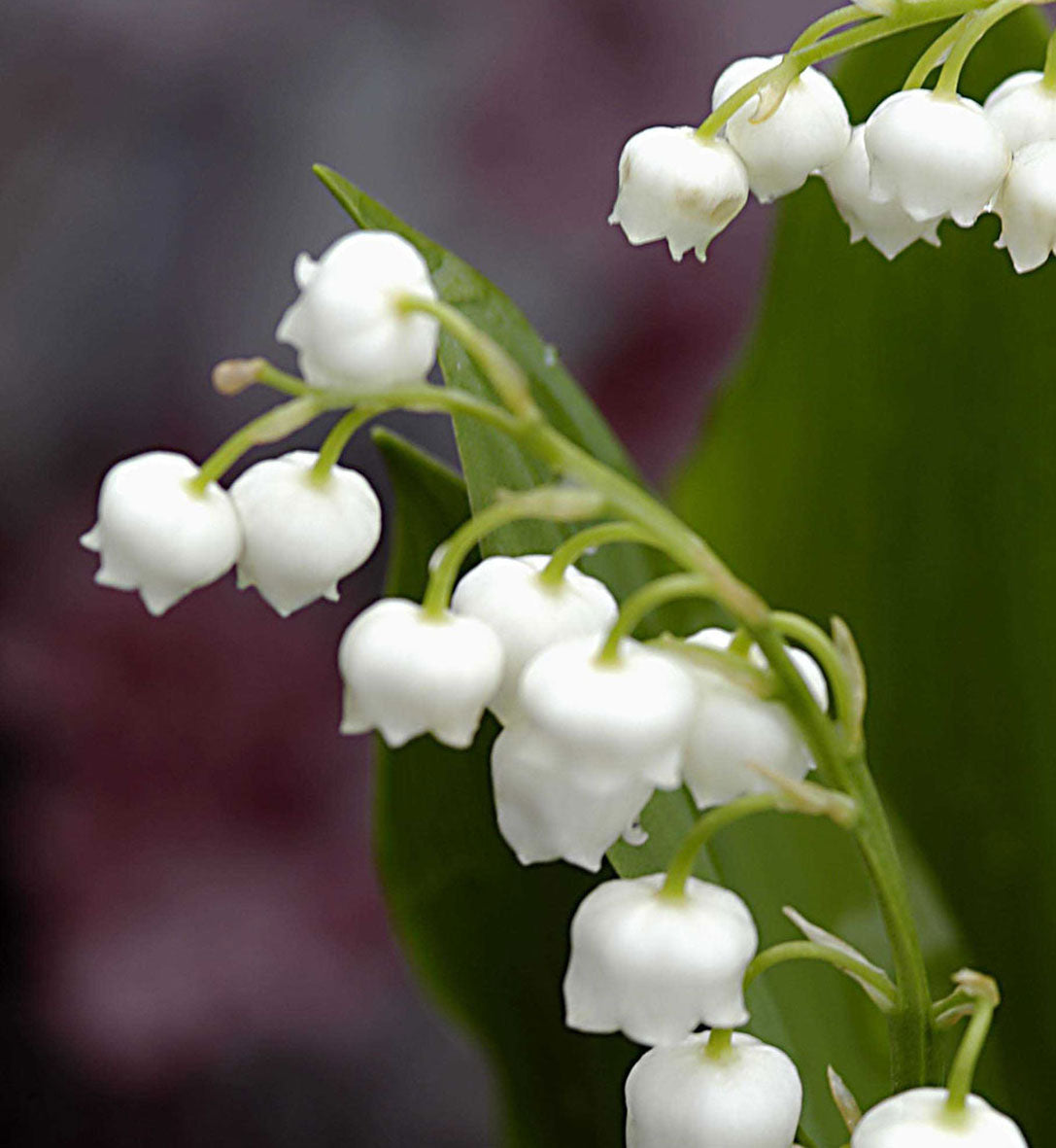 Muguet majalis — Convallaria majalis