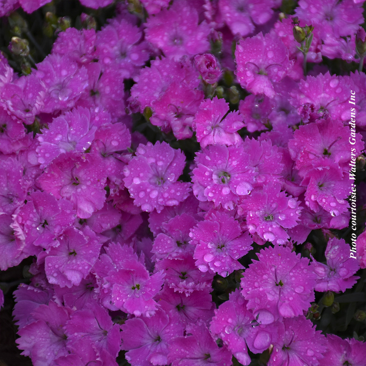 Œillet ‘Paint The Town Fuchsia’ — Dianthus