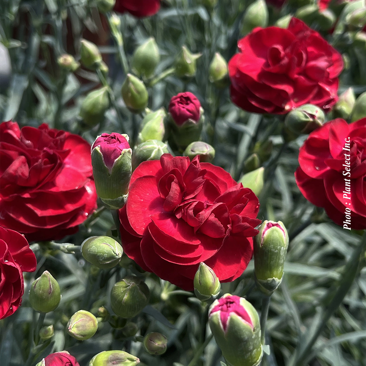 Dianthus 'Scent First Passion'