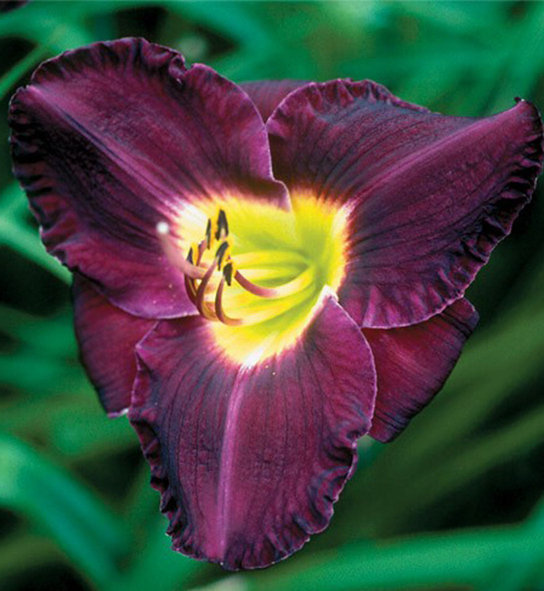 Hémérocalle ‘Bela Lugosi’ — Hemerocallis