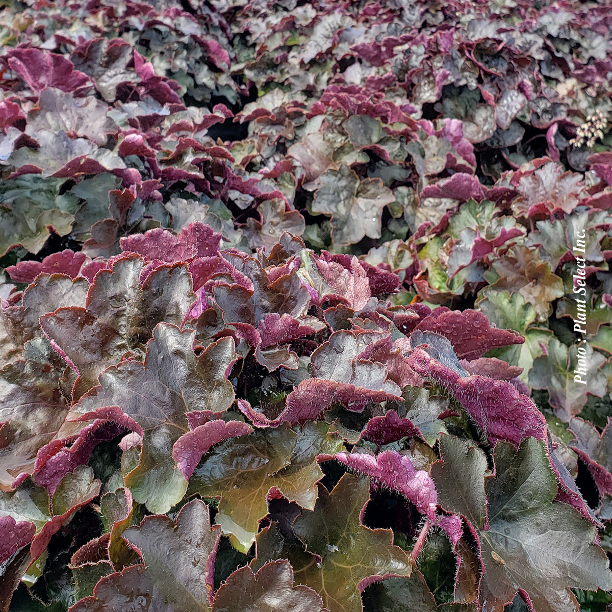Heuchère ‘Palace Purple’ — Heuchera