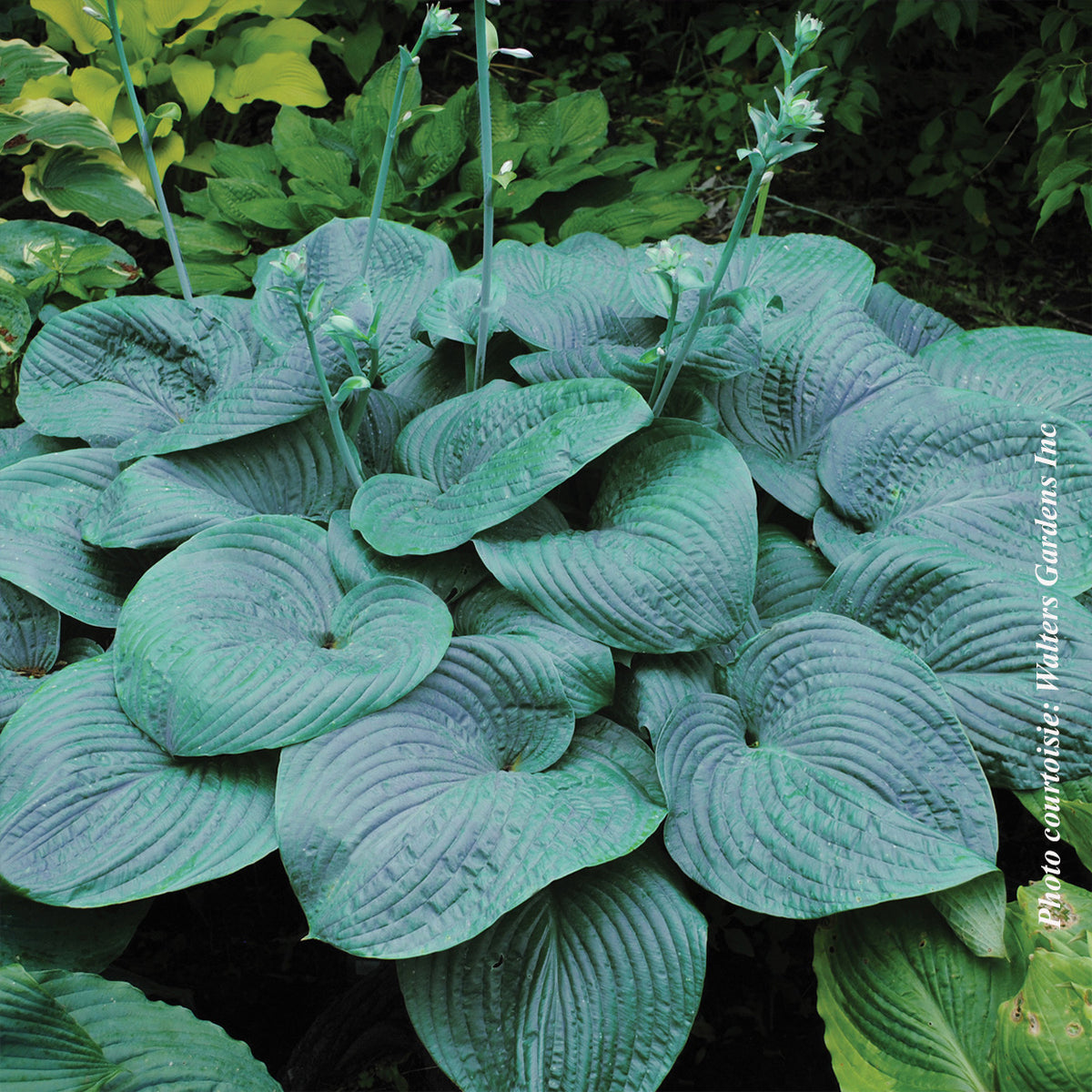 Hosta ‘Humpback Whale’ — Hosta