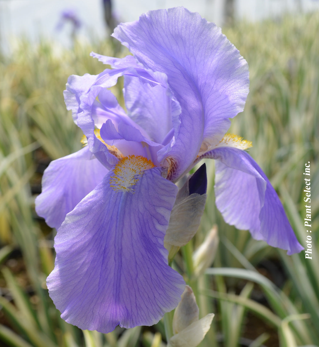 Iris ‘Argentea Variegata’ — Iris pallida