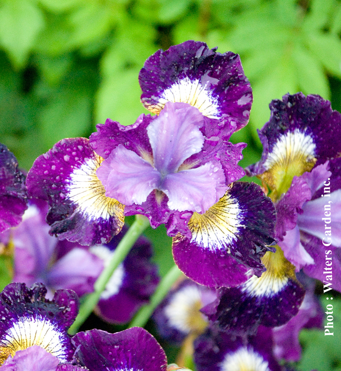 Iris ‘Contrast in Style’ — Iris sibirica