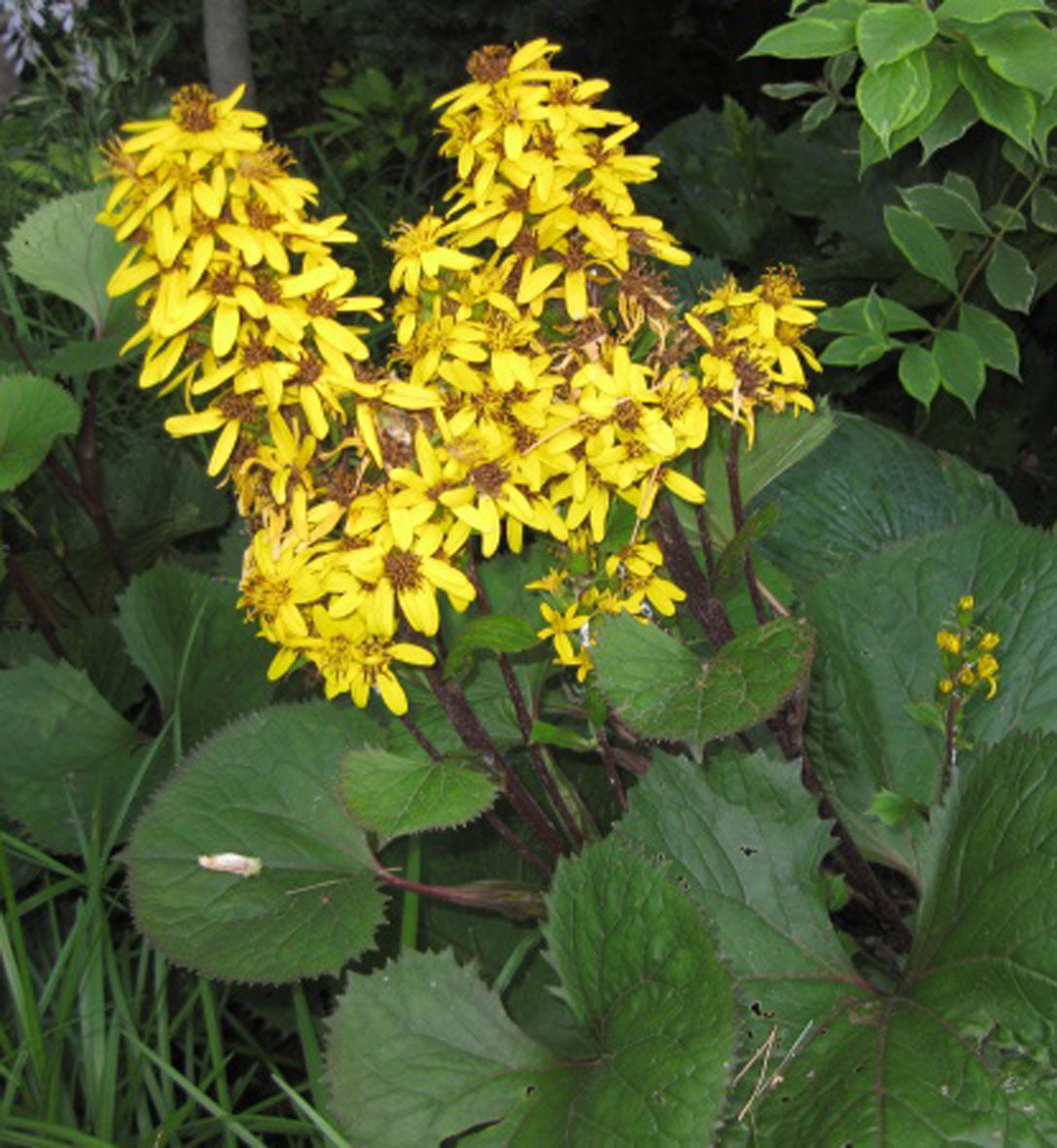 Ligulaire ‘Little Lantern’ — Ligularia