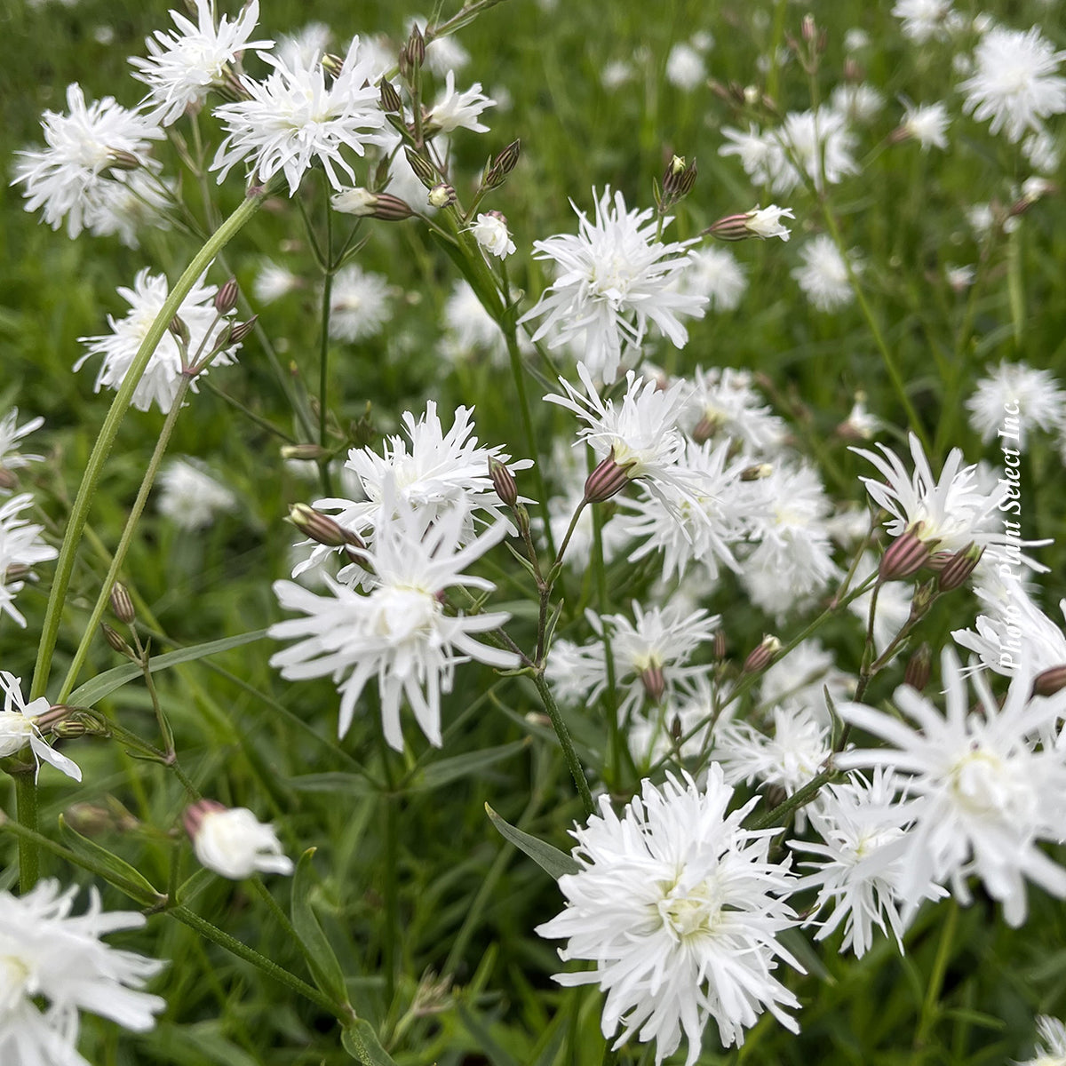 Lychnide ‘Petit Henri’ — Lychnis