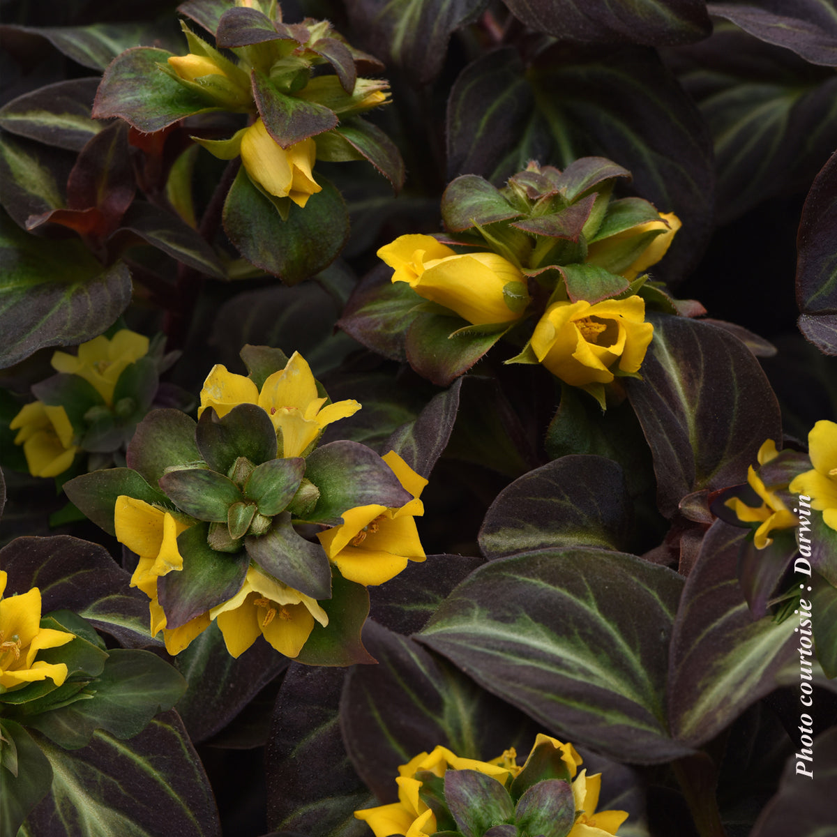Lysimaque ‘Night Light’ — Lysimachia alfredii