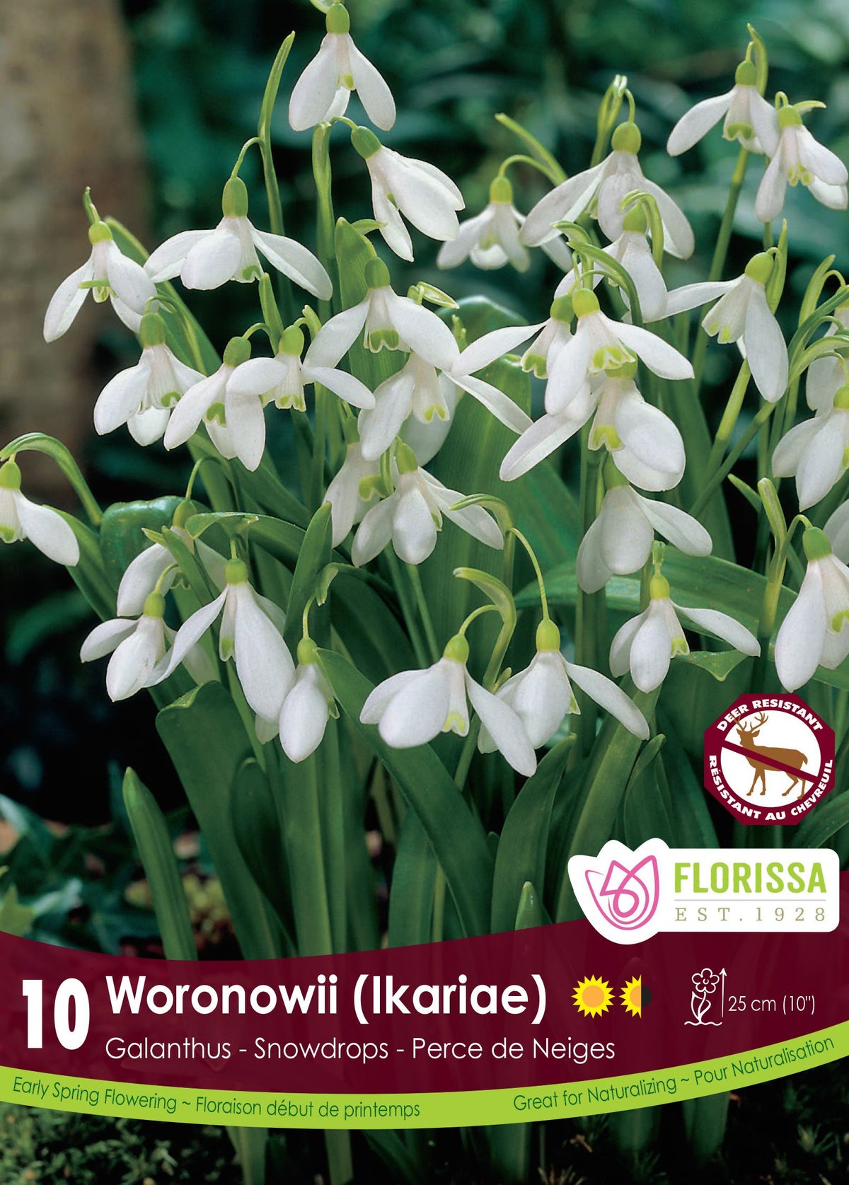 Perce-neige géant ( Galanthus woronowii ) : des perce-neige blancs retombants parmi des feuilles vertes. Le visuel Florissa présente la plante et son nom dans la partie inférieure de l’étiquette. La photographie occupe presque toute la surface, tandis que le bandeau du bas rassemble les indications du produit. Cette vue permet de reconnaître son apparence et de distinguer la variété présentée.