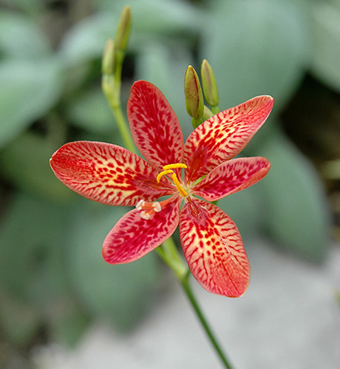 Pardancanda ‘Dazzler’ — Pardancanda