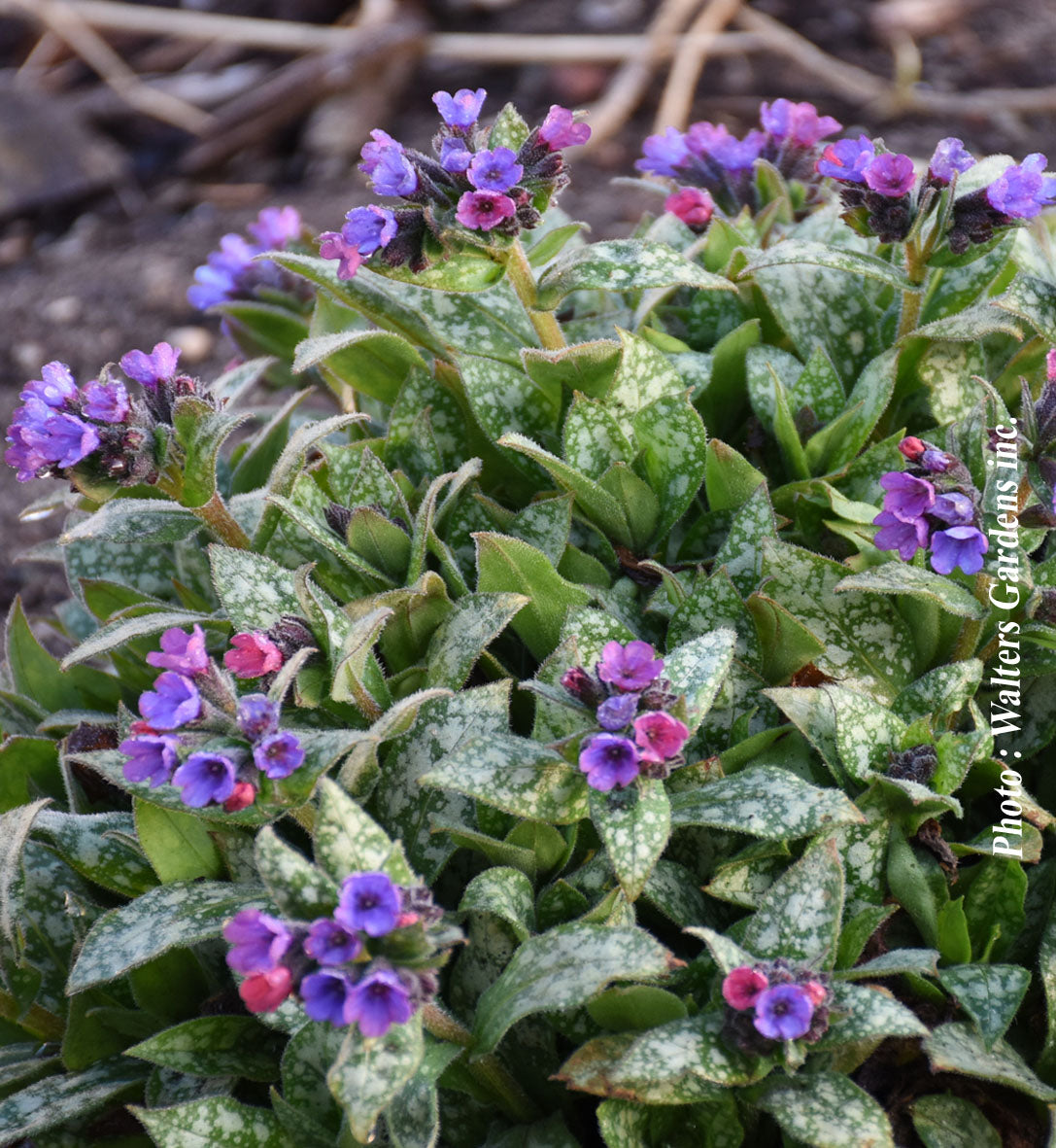 Pulmonaire ‘Spot On’ — Pulmonaria