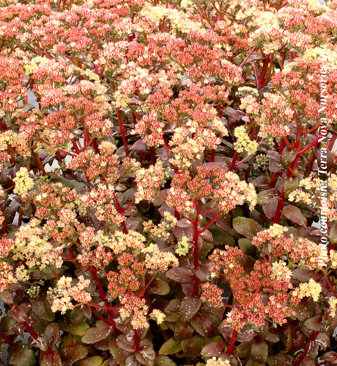 Orpin ‘Peach Pearls’ — Sedum
