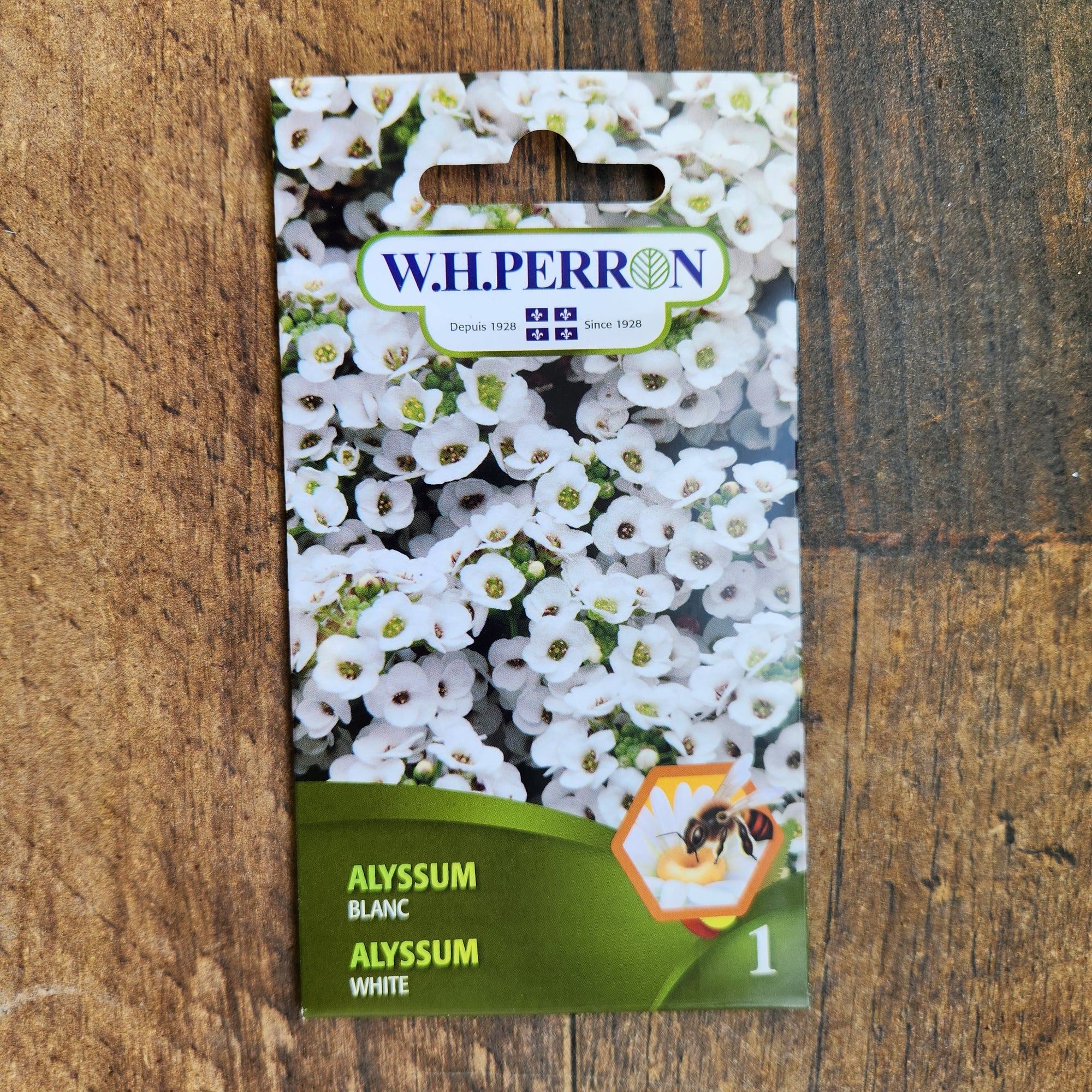 Alyssum blanc