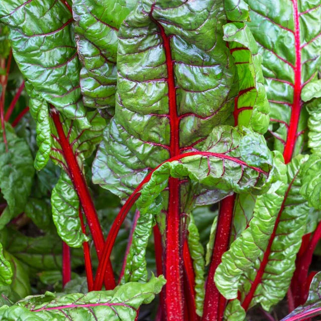 Semences Hortinova de Bette à carde 'Vulkan', produit destiné au potager et présenté pour identifier clairement le cultivar avant le semis. Vue 1 de l'emballage ou du produit, à utiliser comme repère visuel avec les conseils de culture, l'exposition, l'arrosage et la récolte indiqués dans la fiche française de Pépinière.ca.