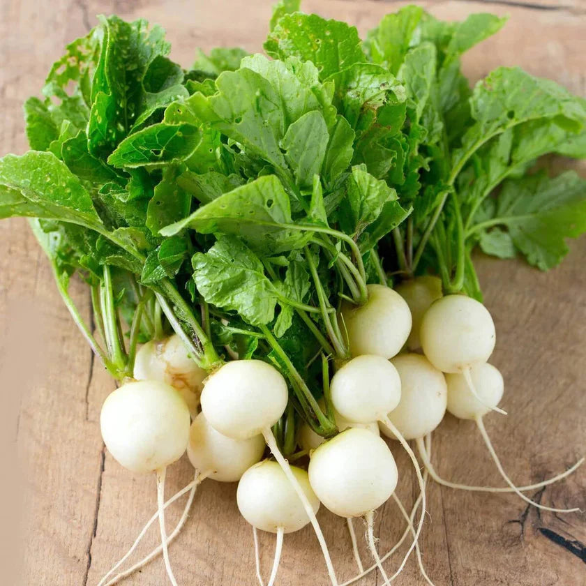 Semences Hortinova de Radis blanc 'Perla', produit destiné au potager et présenté pour identifier clairement le cultivar avant le semis. Vue 1 de l'emballage ou du produit, à utiliser comme repère visuel avec les conseils de culture, l'exposition, l'arrosage et la récolte indiqués dans la fiche française de Pépinière.ca. Pour Radis blanc 'Perla', des observations régulières permettent d'ajuster les soins aux conditions réelles du jardin.