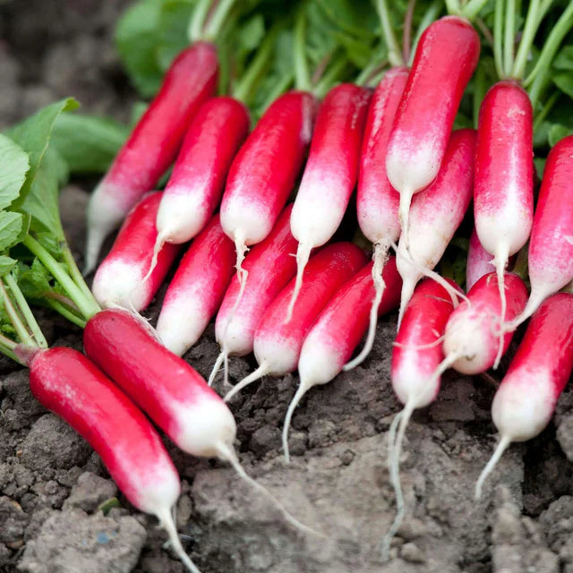Semences Hortinova de Radis 'Duett', produit destiné au potager et présenté pour identifier clairement le cultivar avant le semis. Vue 1 de l'emballage ou du produit, à utiliser comme repère visuel avec les conseils de culture, l'exposition, l'arrosage et la récolte indiqués dans la fiche française de Pépinière.ca. Pour Radis 'Duett', des observations régulières permettent d'ajuster les soins aux conditions réelles du jardin.