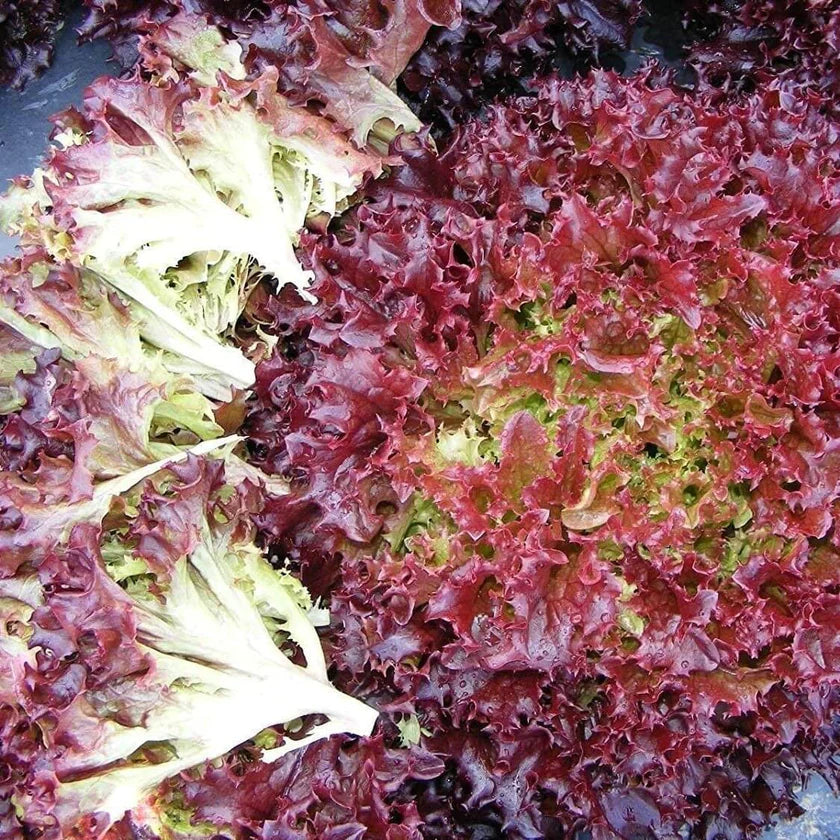 Semences Hortinova de Laitue frisée rouge 'Red Curl', produit destiné au potager et présenté pour identifier clairement le cultivar avant le semis. Vue 1 de l'emballage ou du produit, à utiliser comme repère visuel avec les conseils de culture, l'exposition, l'arrosage et la récolte indiqués dans la fiche française de Pépinière.ca.
