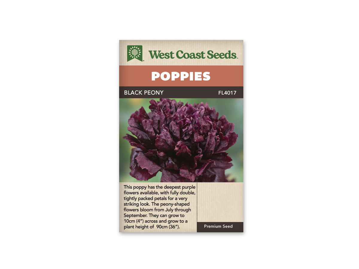 Sachet Black Peony de West Coast Seeds sur fond blanc. La photo montre une grosse fleur très double, aux pétales serrés de couleur pourpre sombre et bordeaux. Les plis créent des zones presque noires au cœur du pompon. Le fond vert est flou. Le bandeau orange indique Poppies et la bande brune Black Peony, code FL4017.