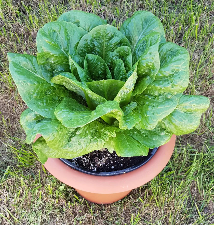 Semences Hortinova de Laitue romaine verte 'Romino', produit destiné au potager et présenté pour identifier clairement le cultivar avant le semis. Vue 1 de l'emballage ou du produit, à utiliser comme repère visuel avec les conseils de culture, l'exposition, l'arrosage et la récolte indiqués dans la fiche française de Pépinière.ca.