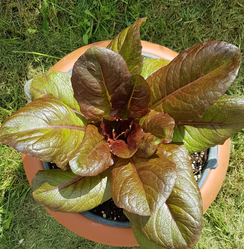 Semences Hortinova de Laitue romaine rouge 'Romana', produit destiné au potager et présenté pour identifier clairement le cultivar avant le semis. Vue 1 de l'emballage ou du produit, à utiliser comme repère visuel avec les conseils de culture, l'exposition, l'arrosage et la récolte indiqués dans la fiche française de Pépinière.ca.