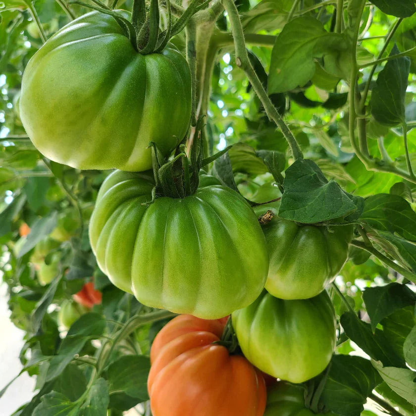 Semences Hortinova de Tomate cœur de bœuf 'Paloma' F1, produit destiné au potager et présenté pour identifier clairement le cultivar avant le semis. Vue 1 de l'emballage ou du produit, à utiliser comme repère visuel avec les conseils de culture, l'exposition, l'arrosage et la récolte indiqués dans la fiche française de Pépinière.ca.