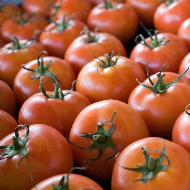 Semences Hortinova de Tomate beefsteak 'Monica' F1, produit destiné au potager et présenté pour identifier clairement le cultivar avant le semis. Vue 1 de l'emballage ou du produit, à utiliser comme repère visuel avec les conseils de culture, l'exposition, l'arrosage et la récolte indiqués dans la fiche française de Pépinière.ca.