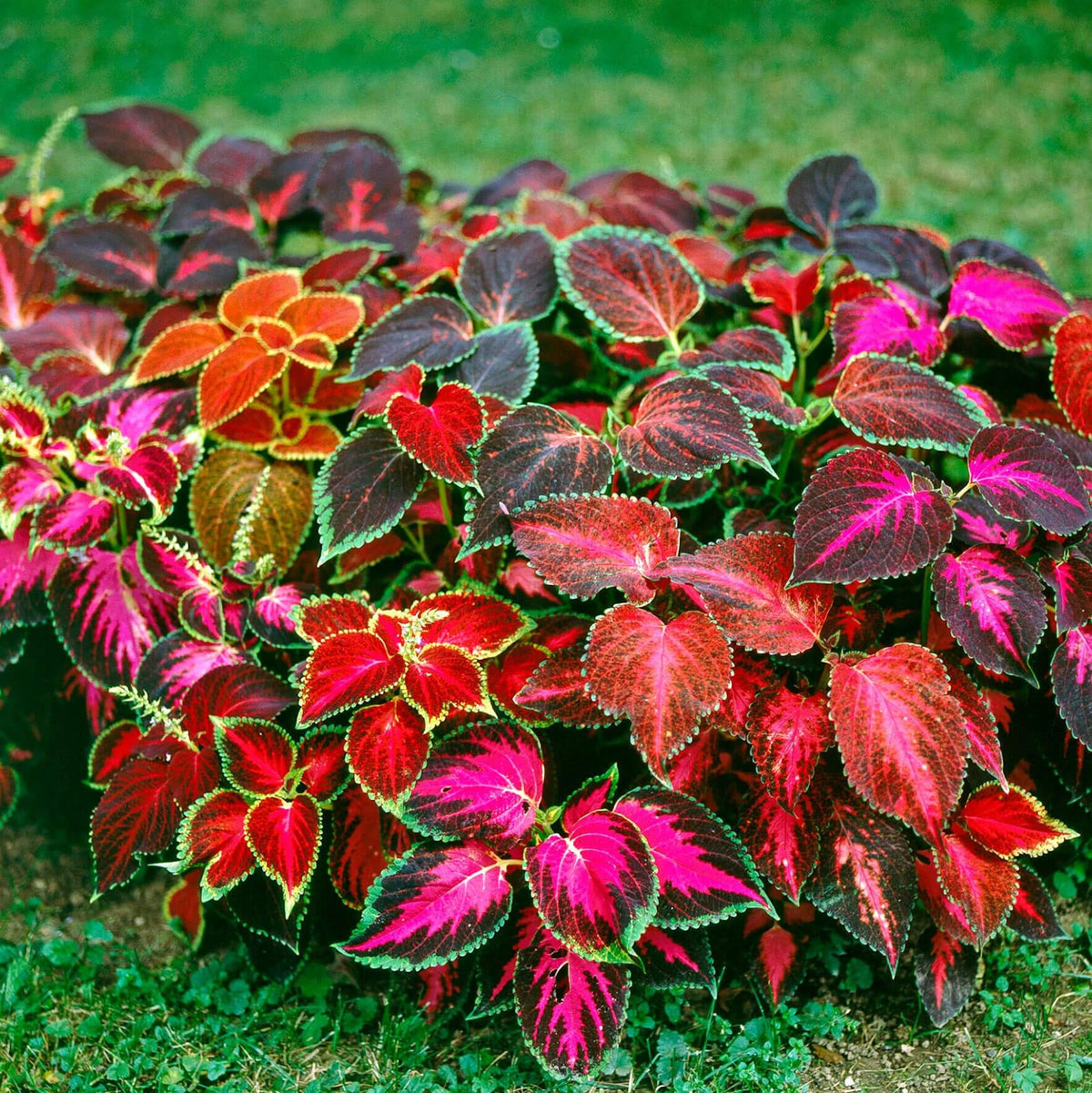 Des feuilles aux couleurs rouge, rose, vert et brun pourpré forment des petites touffes rapprochées. Leurs contours sont dentés, avec des bordures vertes ou jaunes qui soulignent les limbes. Des nervures plus claires traversent certaines surfaces. Les feuilles se superposent autour de centres serrés, devant un fond de terre et de végétation verte visible autour de la plantation.