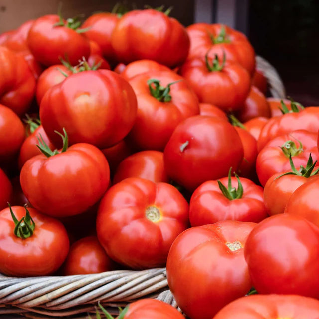 Semences Hortinova de Tomate de champs 'Igranda', produit destiné au potager et présenté pour identifier clairement le cultivar avant le semis. Vue 1 de l'emballage ou du produit, à utiliser comme repère visuel avec les conseils de culture, l'exposition, l'arrosage et la récolte indiqués dans la fiche française de Pépinière.ca.