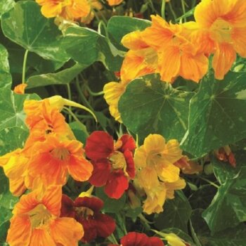 Des fleurs orange et jaunes remplissent ce cadrage serré avec des pétales aux bords ondulés. Leurs grandes plages colorées contrastent avec les feuilles vertes arrondies qui les entourent. Des nervures rayonnantes sont visibles à la surface du feuillage. Les fleurs et les feuilles se chevauchent dans l’image, sans espace dégagé ni autre élément distinct autour de la végétation.