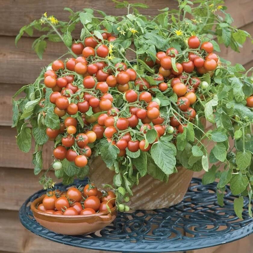 Hortinova | Cherry Tomato – Pépinière.ca