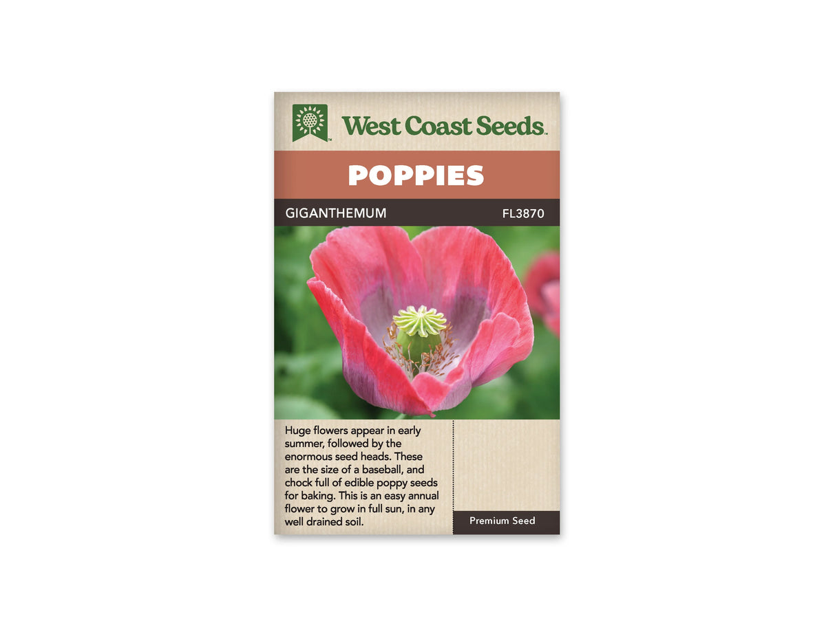 Sachet Giganthemum de West Coast Seeds sur fond blanc. La photo montre une grande fleur simple rose corail, aux pétales froissés marqués de violet près de la base. Au centre se trouve une capsule verte coiffée d’un disque en étoile, entourée d’étamines. Le fond est vert et flou. Le bandeau brun indique Giganthemum, code FL3870.