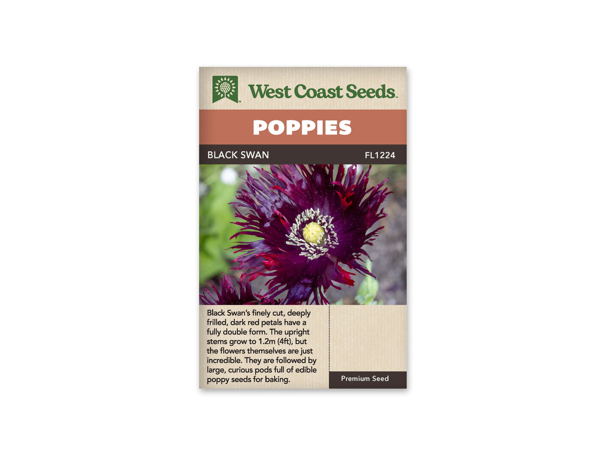 Sachet Black Swan de West Coast Seeds sur fond blanc. La photo montre une fleur rouge pourpre foncé aux pétales très fins et frangés. Son centre vert jaunâtre reste visible, entouré de petites étamines claires. Une autre fleur apparaît en partie au bas de l’image, sur un fond vert. Le bandeau brun indique Black Swan, code FL1224.