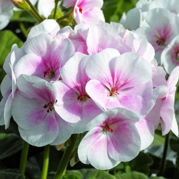 Photo de Géranium Maverick™ Appleblossom F1. La couleur caractéristique est : rose pâle. Le visuel permet d’observer les contours, les teintes et la disposition des éléments présentés. Les détails de forme et les contrastes donnent un aperçu de l’apparence de cette plante ou de sa récolte. Cette photographie accompagne la variété nommée afin de l’identifier dans la sélection de semences.
