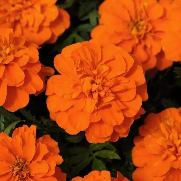 Photo de Œillet d'Inde français Bonanza™ Deep Orange. La couleur caractéristique est : orange foncé. Le visuel permet d'observer les contours, les teintes et la disposition des éléments présentés. Les détails de forme et les contrastes donnent un aperçu de l'apparence de cette plante ou de sa récolte. Cette photographie accompagne la variété nommée afin de l'identifier dans la sélection de semences.