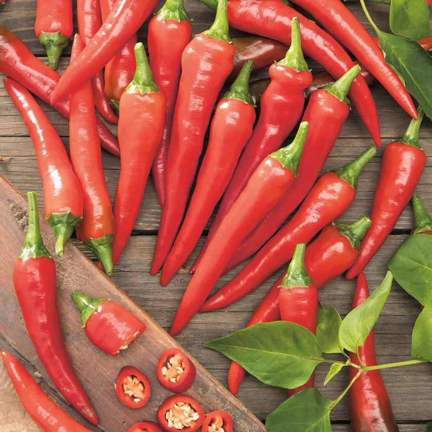 Semences Hortinova de Piment fort 'Caldo', produit destiné au potager et présenté pour identifier clairement le cultivar avant le semis. Vue 1 de l'emballage ou du produit, à utiliser comme repère visuel avec les conseils de culture, l'exposition, l'arrosage et la récolte indiqués dans la fiche française de Pépinière.ca. Pour Piment fort 'Caldo', des observations régulières permettent d'ajuster les soins aux conditions réelles du jardin.