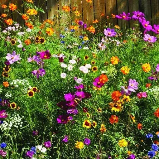 Photo de Fleurs sauvages mélange 'Fleurs coupées'. Fleurs sauvages mélange 'Fleurs coupées'. Adapté aux sols bien drainés, ce mélange ajoutera couleur et charme à vos plates-bandes tout en fournissant une source inépuisable de fleurs pour vos compositions florales. La couleur caractéristique est : couleurs variées. Le visuel permet d'observer les contours, les teintes et la disposition des éléments présentés.