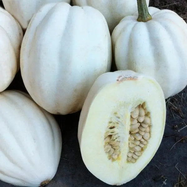 Photo de Courge 'Mashed Potatoes' F1. La couleur caractéristique est : blanc. Les fruits présentent cette forme : côtelée, ovale. Le visuel permet d'observer les contours, les teintes et la disposition des éléments présentés. Les détails de forme et les contrastes donnent un aperçu de l'apparence de cette plante ou de sa récolte.