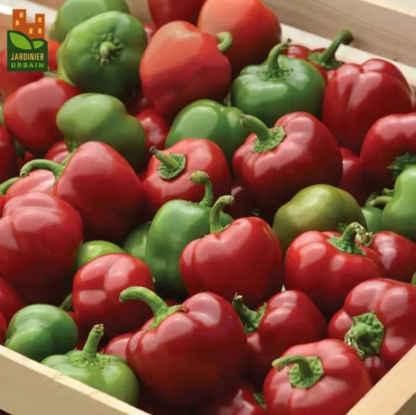 Photo de Poivron rouge 'Snackabelle' F1. La couleur caractéristique est : vert/ rouge. Les fruits présentent cette forme : ronde aplatie. Le visuel permet d'observer les contours, les teintes et la disposition des éléments présentés. Les détails de forme et les contrastes donnent un aperçu de l'apparence de cette plante ou de sa récolte.