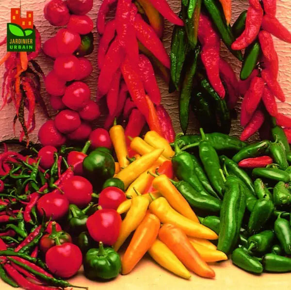 Photo de Piment fort mélange. La couleur caractéristique est : variée. Les fruits présentent cette forme : variée. Le visuel permet d'observer les contours, les teintes et la disposition des éléments présentés. Les détails de forme et les contrastes donnent un aperçu de l'apparence de cette plante ou de sa récolte.